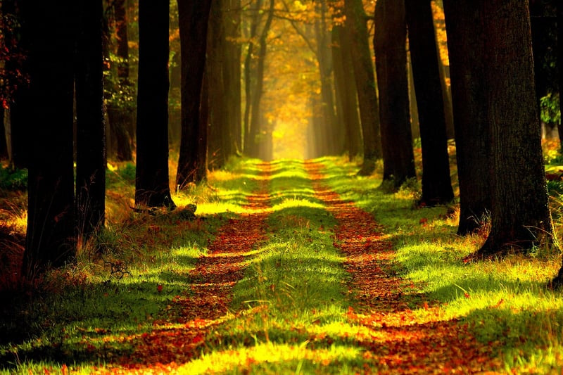 Forest Clearing